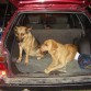 Lazzy (pastor aleman), Ruffo(labrador retriver)